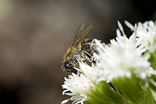 蜜蜂,植物,蜂斗叶属植物,特写