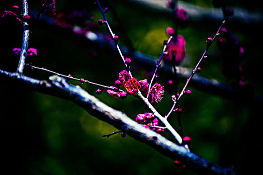 上海梅花节拍梅花