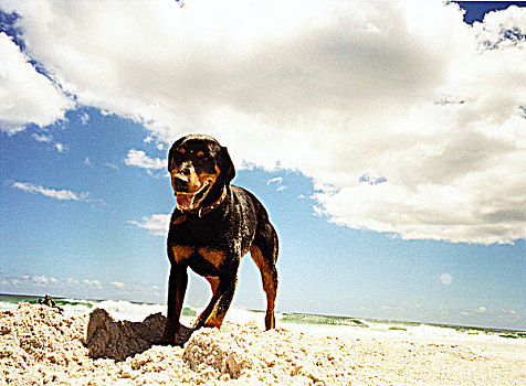 罗特韦尔犬,海滩