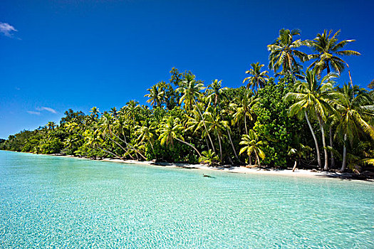 泻湖,沙滩,棕榈树,帕劳,密克罗尼西亚,大洋洲