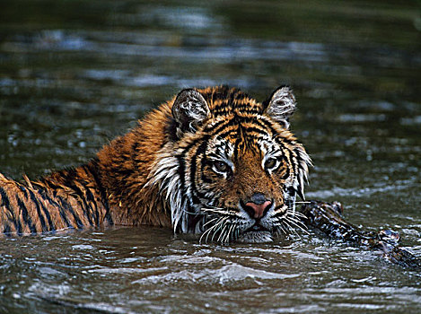 西伯利亚虎,水中
