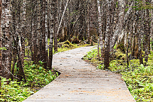 小路,针叶树,树林,采石场,群岛,国家公园,自然保护区,加拿大,区域,魁北克
