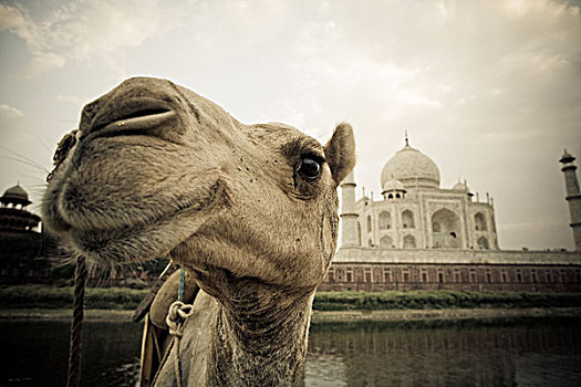 骆驼,正面,泰姬陵,印度