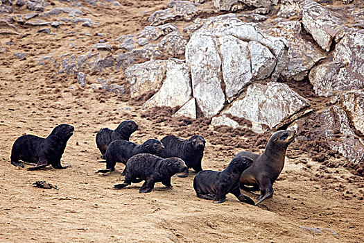 毛海狮,女性,照顾,幼仔,克罗斯角,纳米比亚