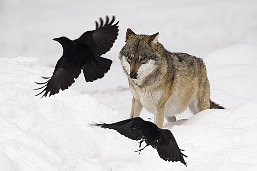 狼,乌鸦,巴伐利亚森林国家公园,德国