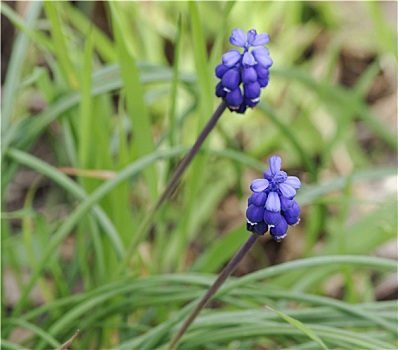 麝香兰,射香兰属