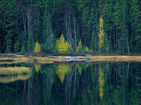 树林,反射,湖,靠近,安大略省,加拿大