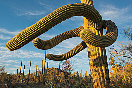 树形仙人掌,巨人柱仙人掌,仙人掌,萨瓜罗国家公园,亚利桑那