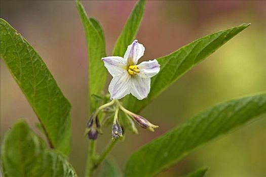 茄屬植物,花,德國