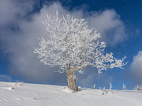 孤树,白霜,下奥地利州,奥地利,欧洲