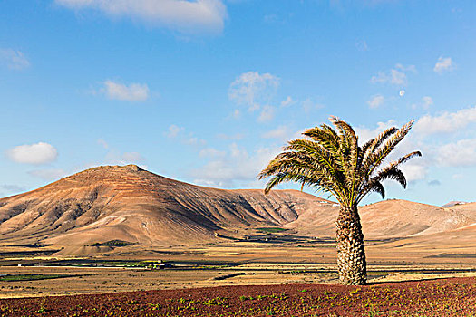 棕榈树,正面,火山,崎岖,风景,兰索罗特岛,加纳利群岛,西班牙