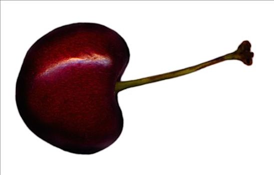 黑樱桃,茎