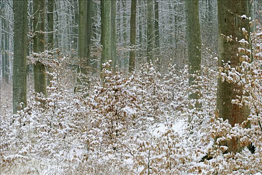雪,冬天,树林,山毛榉树