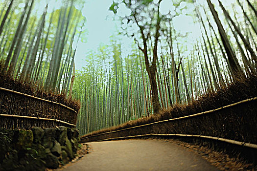 道路,竹子,树,日本