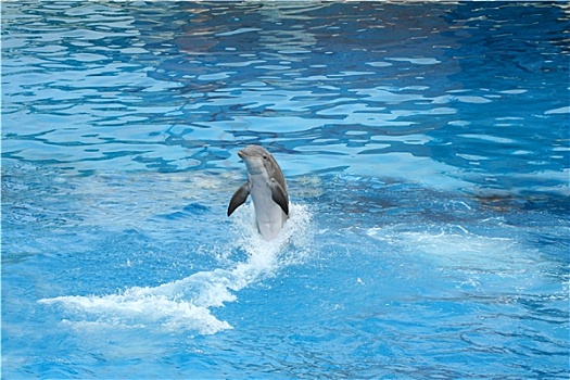 海豚,游动,向后