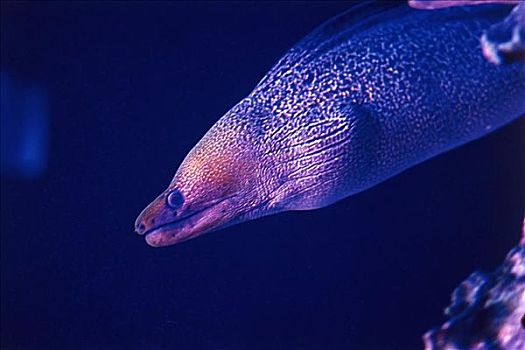 海鳝,毛伊岛