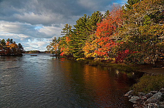 桦树,糖枫,树,边缘,秋天,国家公园,新斯科舍省,加拿大
