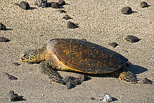绿海龟,龟类,海滩,夏威夷大岛,夏威夷,美国