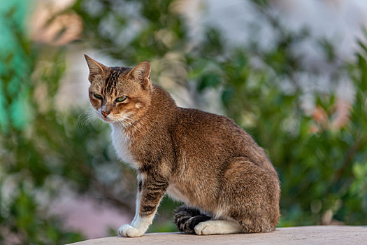 后院花园里玩耍的可爱猫眯