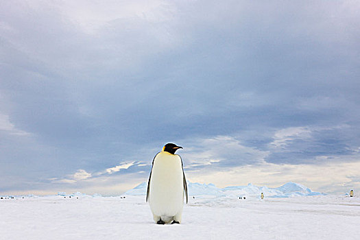帝企鹅,冰,雪丘岛,南极