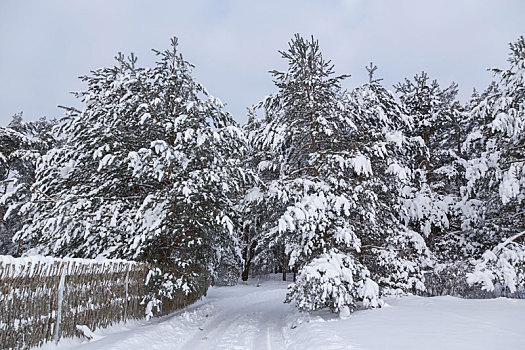 寒冷,俄罗斯,雪,冬天