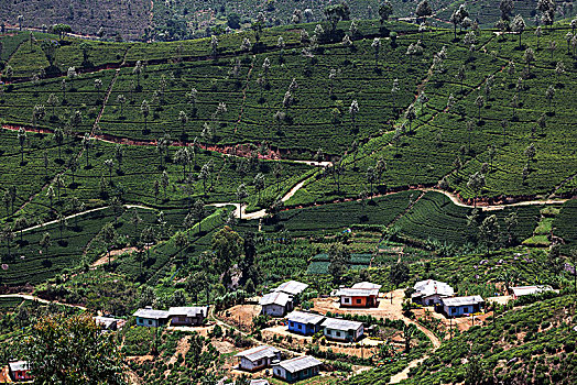茶,植物,山茶,高地,培育,中央省,斯里兰卡,亚洲