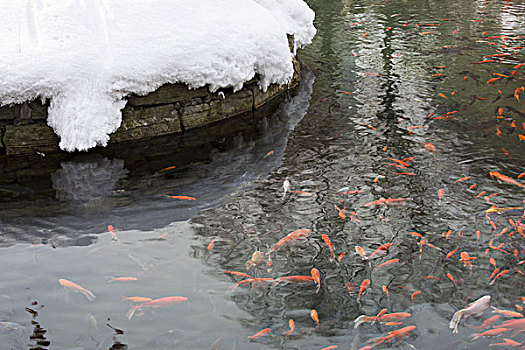 雪景中的红色鲤鱼