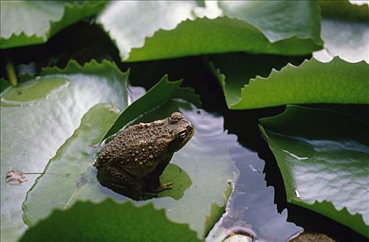 牛蛙,水塘