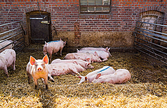 猪,睡觉,干草,有机农场