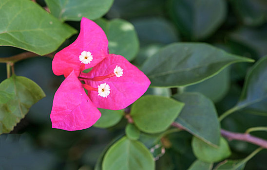 三角梅,叶子花