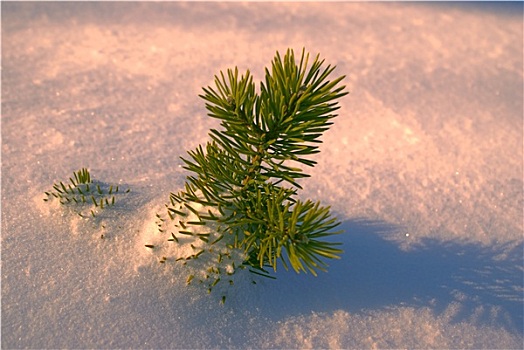 枝条,雪地