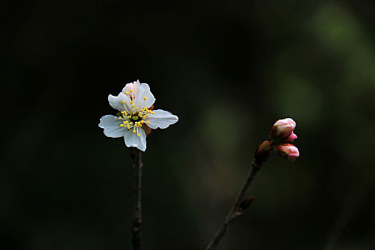 梅花