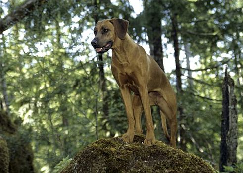 罗德西亚背脊犬,站立,石头
