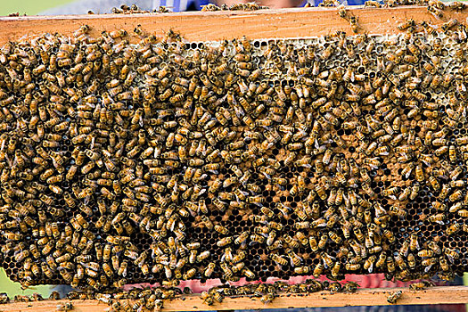 蜂蜜,篮子,移动,采蜜,农作物,芥末,地点,孟加拉,一月,2009年