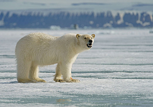 北极熊,小动物,站立,冰,斯瓦尔巴特群岛,挪威,北极,欧洲
