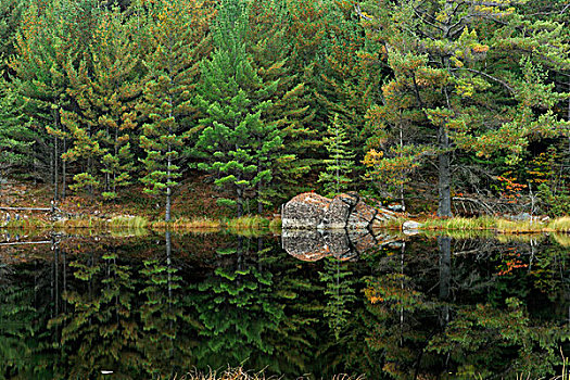 反射,水塘,阿尔冈金省立公园,安大略省,加拿大