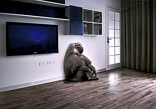 坐在客厅的动物狒狒