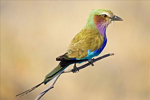 紫胸佛法僧鸟,紫胸佛法僧,莫瑞米,国家公园,奥卡万戈三角洲,博茨瓦纳,非洲
