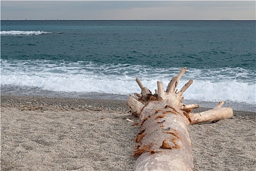 树干,海滩