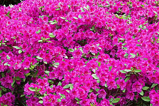 粉色,杜鹃花,杜鹃花属植物,密苏里,植物园,圣路易斯