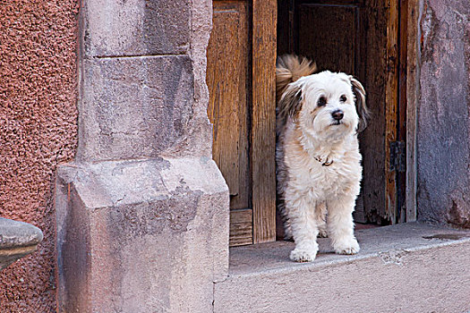墨西哥,圣米格尔,白色,狗,站立,打开,入口