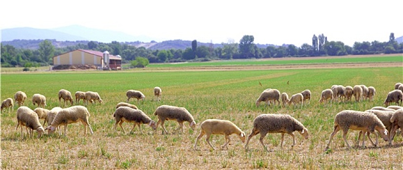 绵羊,成群,放牧,草地,草丛,地点