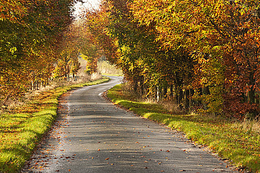英格兰,约克郡东区,彩色,秋天,展示,树,乡间小路