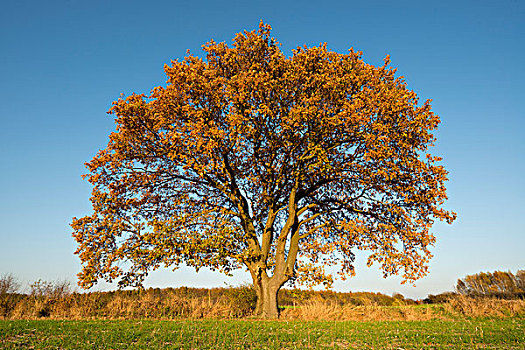 孤单,橡树,栎属,栎树,秋天,下萨克森,德国,欧洲