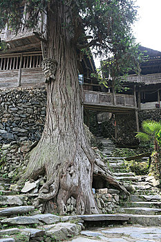 广西,龙胜,一个瑶寨村子里的神树