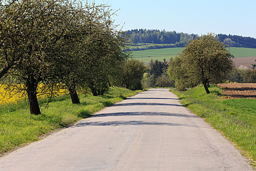 道路,小路,苹果树,开花