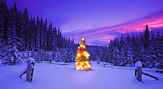 圣诞树,户外,山峦,不列颠哥伦比亚省,加拿大