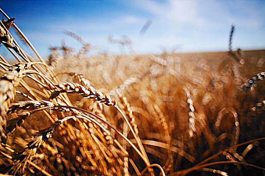 大麦,土地