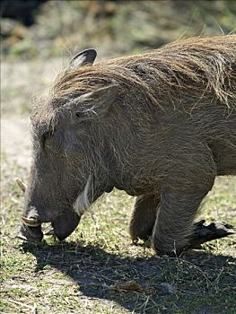 疣猪,放牧,乔贝国家公园,膝