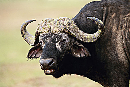 肯尼亚,马赛马拉国家保护区,特写,南非水牛,大幅,尺寸